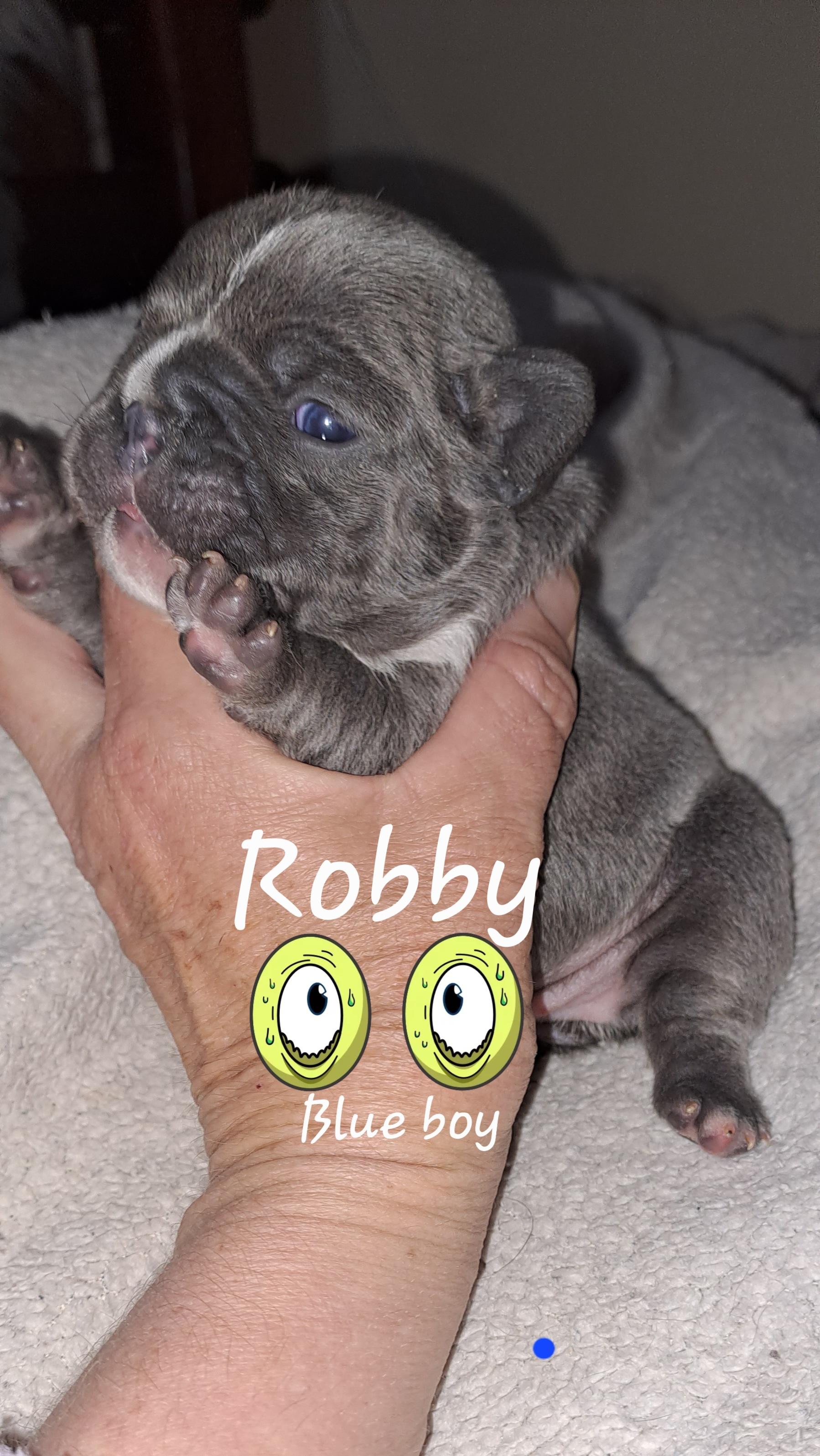 robby-blue-boy-french-bulldog-puppy-south-africa